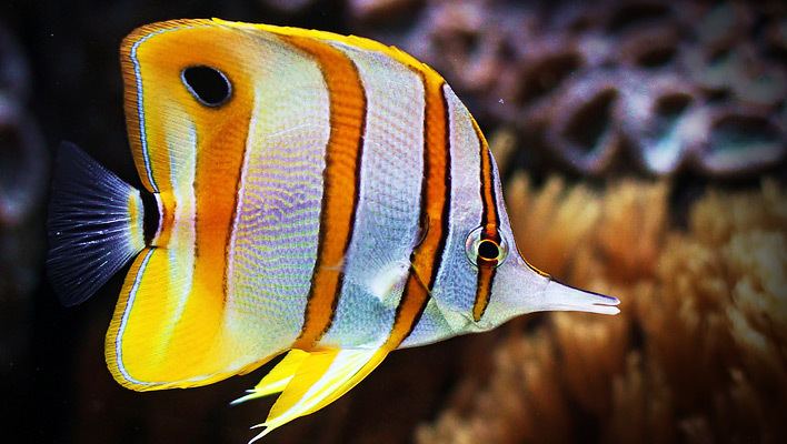 Copperband butterflyfish You Can Succeed with the Copperband Butterflyfish