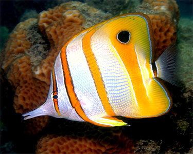 Copperband butterflyfish Copperband Butterflyfish Aquarium Hobbyist Social Networking