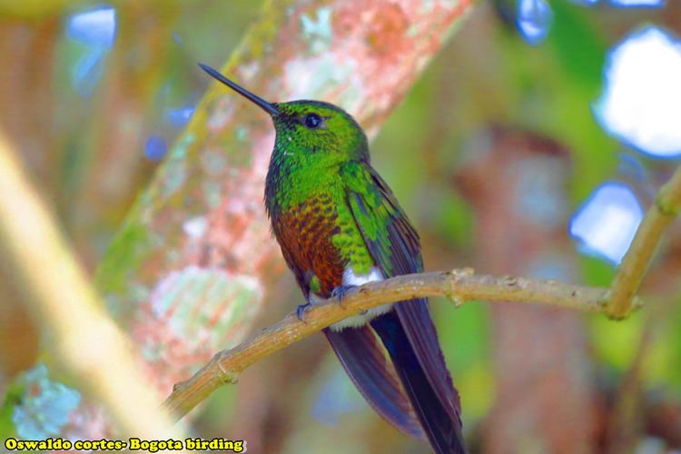 Coppery-bellied puffleg near endemic copperybellied puffleg Eriocnemis cupreove Flickr