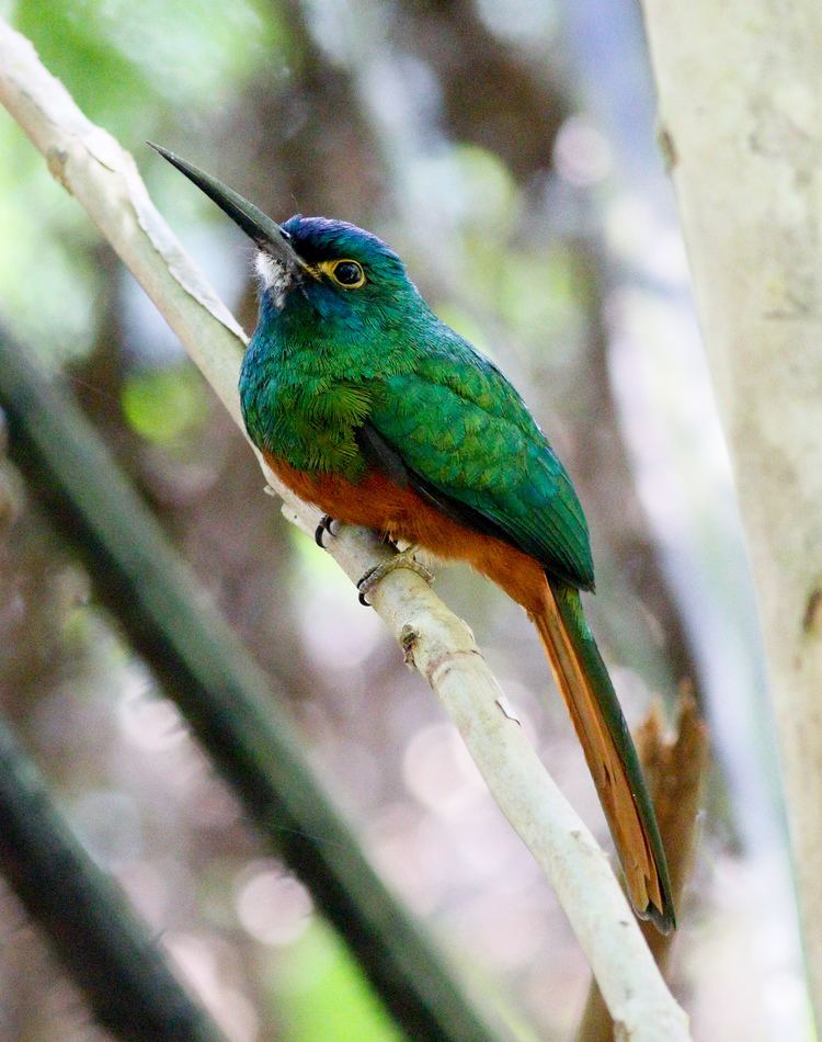 Coppery-chested jacamar Copperychested Jacamar Galbula pastazae Birds of passage