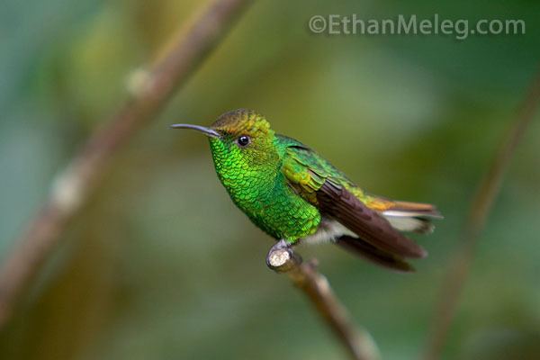 Coppery-headed emerald Ethan Meleg Copperyheaded Emerald hummingbird photo