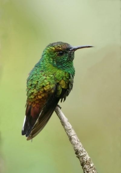 Coppery-headed emerald Copperyheaded Emerald BirdForum Opus
