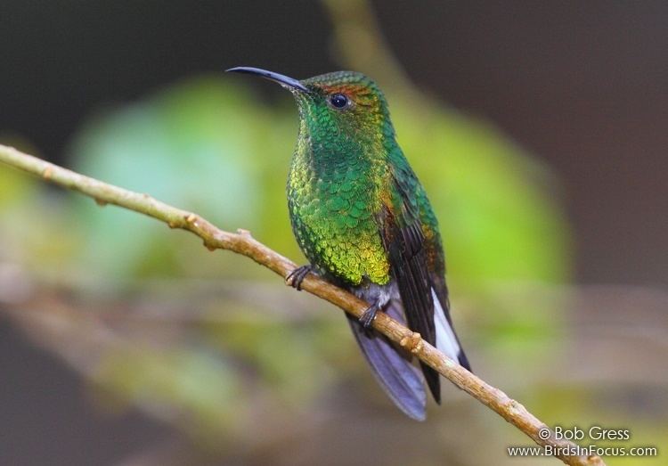 Coppery-headed emerald Birds in Focus Copperyheaded Emerald