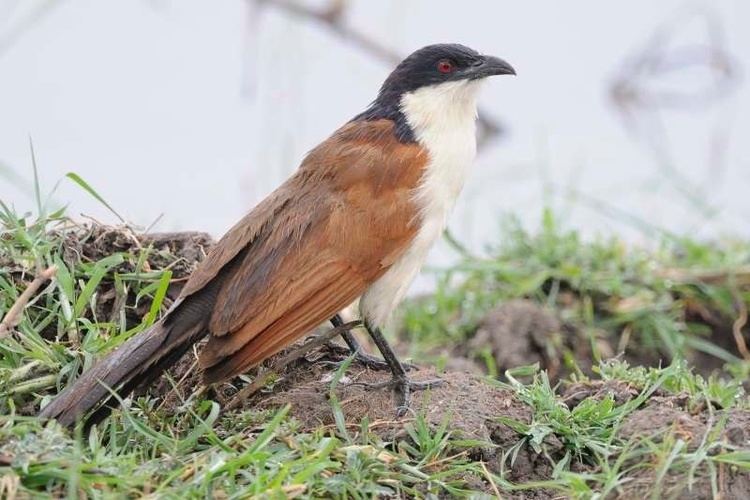 Coppery-tailed coucal Copperytailed Coucal
