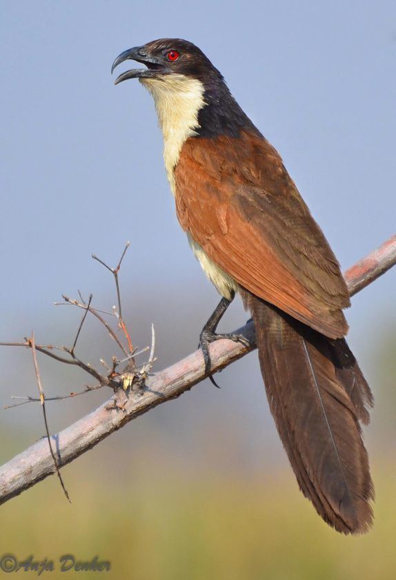 Coppery-tailed coucal 12jpg