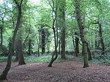 Coppett's Wood and Scrublands httpsuploadwikimediaorgwikipediacommonsthu