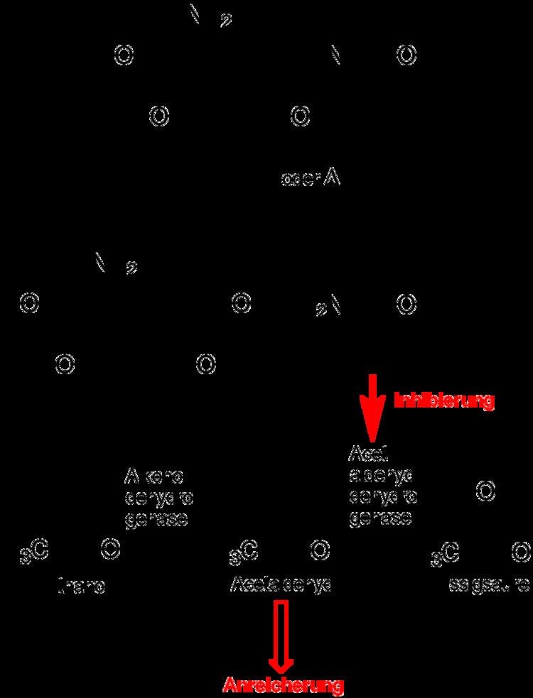 Coprine FileSCoprine Metabolismpng Wikimedia Commons