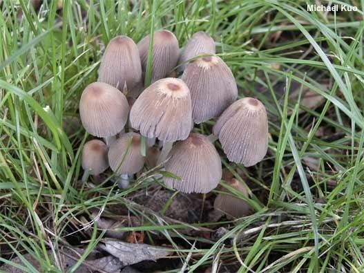 Coprinellus Coprinellus hiascens MushroomExpertCom