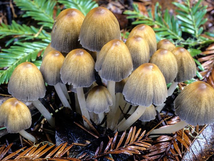 Coprinellus California Fungi Coprinellus micaceus