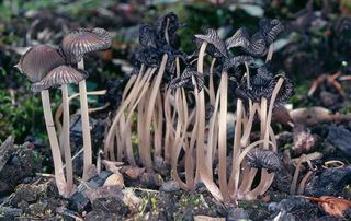 Coprinellus angulatus Coprinellus angulatus Peck Redhead Vilgalys and Moncalvo