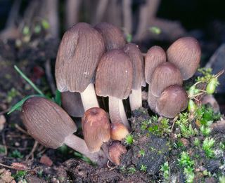 Coprinellus angulatus Coprinellus angulatus Peck Redhead Vilgalys and Moncalvo