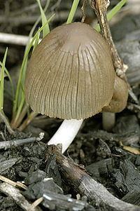 Coprinellus angulatus httpsuploadwikimediaorgwikipediacommonsthu