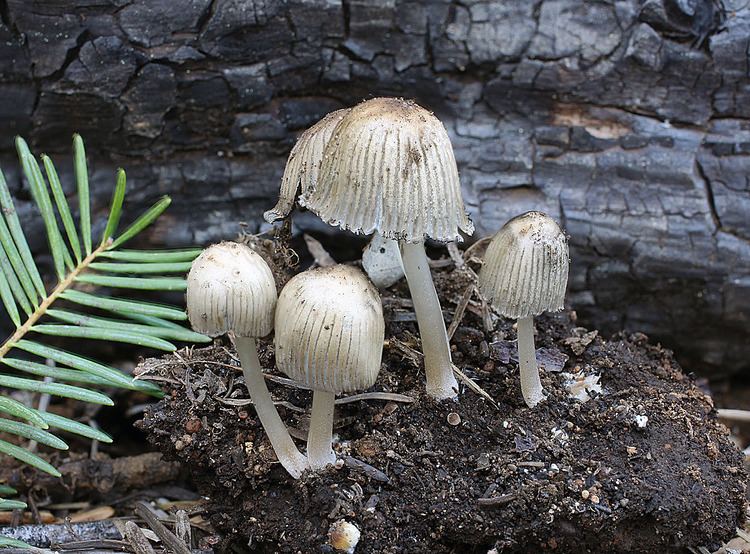 Coprinellus angulatus California Fungi Coprinellus angulatus