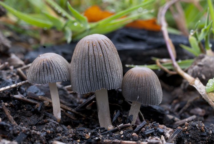 Coprinellus angulatus Coprinellus angulatus Hnojnk bradavkat