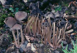 Coprinellus angulatus Coprinellus angulatus Peck Redhead Vilgalys and Moncalvo