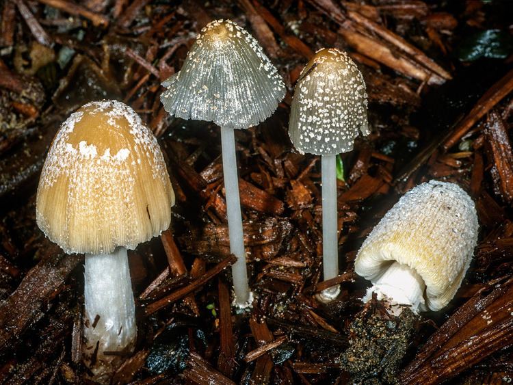Coprinellus California Fungi Coprinellus flocculosus