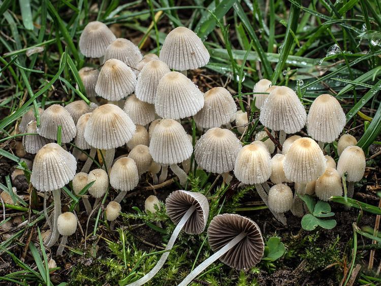Coprinellus disseminatus California Fungi Coprinellus disseminatus