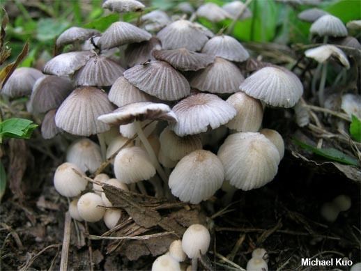 Coprinellus disseminatus Coprinellus disseminatus MushroomExpertCom