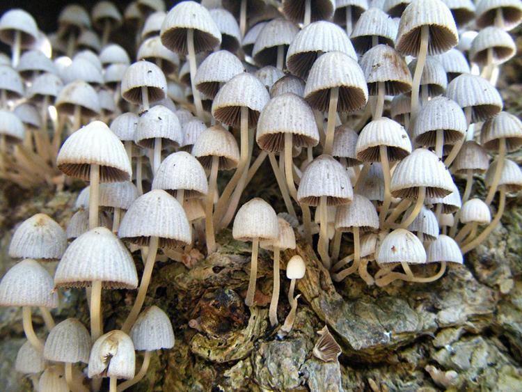 Coprinellus disseminatus Fairy Inkcap Coprinellus disseminatus NatureSpot