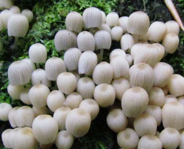 Coprinellus disseminatus Coprinellus disseminatus Fairy Inkcap mushroom