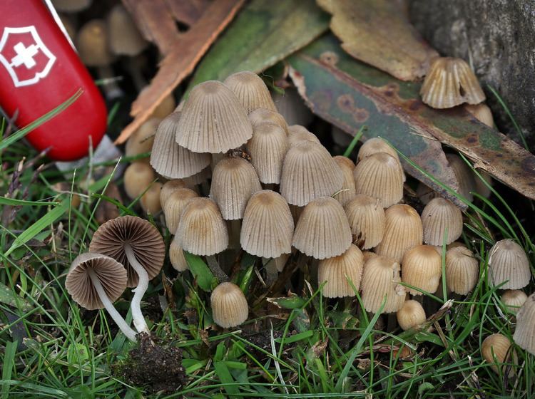Coprinellus disseminatus California Fungi Coprinellus disseminatus