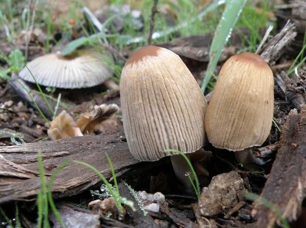 Coprinellus impatiens Coprinellus impatiens an inkcap mushroom