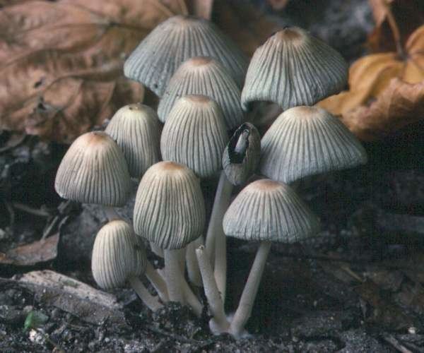 Coprinellus xanthothrix Coprinellus xanthothrix an inkcap mushroom