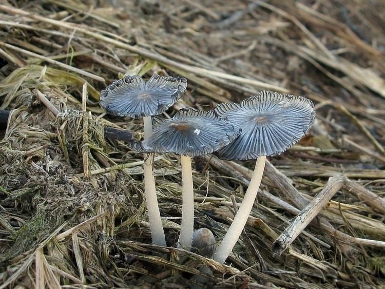 Coprinopsis cinerea New Antibiotic In Mushroom That Grows On Horse Dung Minds of Malady