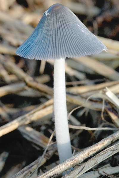 Coprinopsis cinerea Coprinopsis cinerea