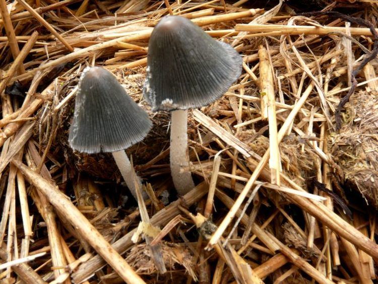 Coprinopsis cinerea Coprinopsis cinerea Inky cap fungus Hormographiella aspergillata