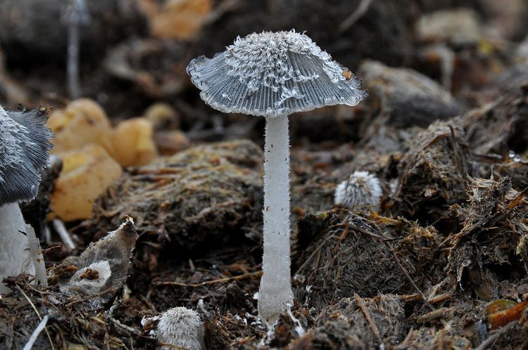 Coprinopsis cinerea Grey Inkcap Coprinopsis cinerea This inkcap dissolves mo Flickr