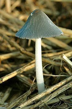 Coprinopsis cinerea httpsuploadwikimediaorgwikipediacommonsthu