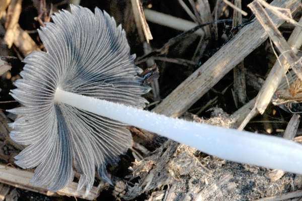 Coprinopsis cinerea Coprinopsis cinerea