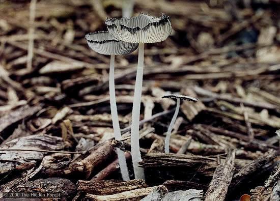 Coprinopsis lagopus Coprinopsis lagopus