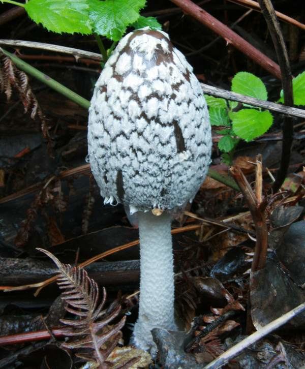 Coprinopsis picacea Coprinopsis picacea Magpie Inkcap mushroom