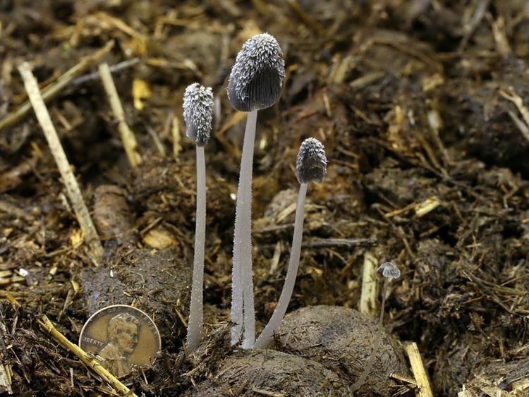Coprinopsis radiata wwwmykowebcomCAFphotosCoprinopsisradiatafs