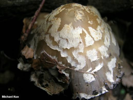 Coprinopsis variegata Coprinopsis variegata MushroomExpertCom