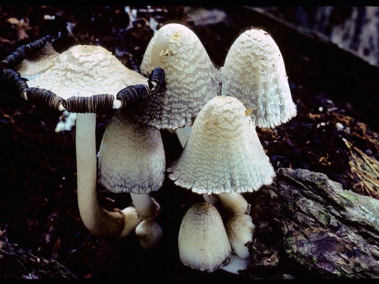 Coprinopsis variegata Coprinopsis variegata formerly as Coprinus quadrifidus