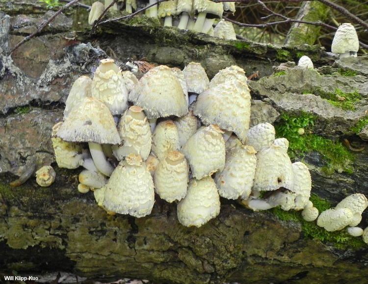 Coprinopsis variegata Coprinopsis variegata MushroomExpertCom