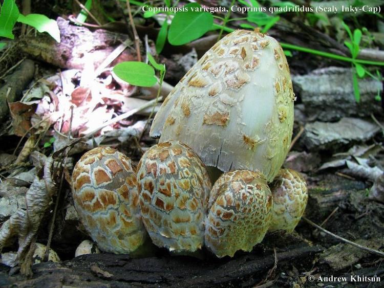 Coprinopsis variegata Coprinopsis variegata