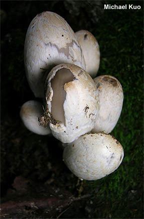 Coprinopsis variegata wwwmushroomexpertcomimageskuo3coprinopsisvar