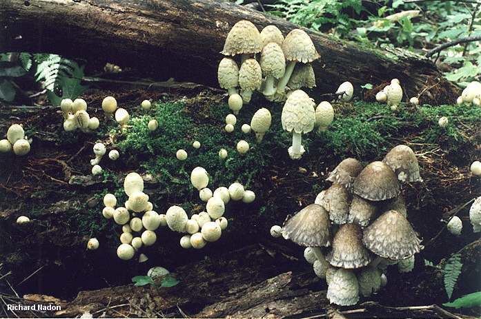 Coprinopsis variegata Coprinopsis variegata MushroomExpertCom