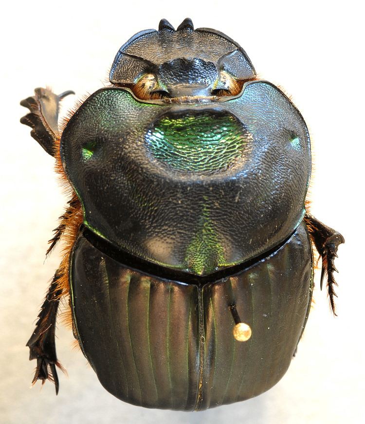 Coprophanaeus Scarabaeinae Scarabaeinae dung beetles
