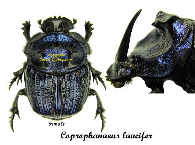 Coprophanaeus Coprophanaeus lancifer