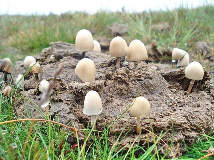 Coprophilous fungi Dartmoor CAM
