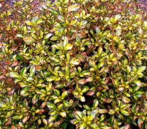 Coprosma Plant Feature Winter Coprosmas Touch of Class Plants Modern