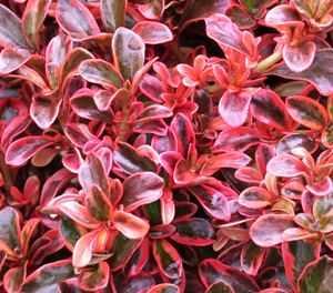 Coprosma Plant Feature Winter Coprosmas Touch of Class Plants Modern