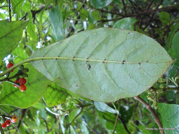 Coprosma grandifolia TERRAIN Taranaki Educational Resource Research Analysis