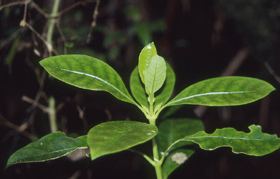 Coprosma grandifolia Coprosma grandifolia New Zealand Plant Conservation Network