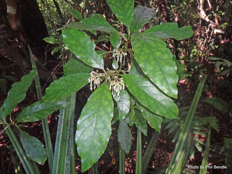 Coprosma grandifolia ketenewplymouthpeoplesnetworknzinfoimagefiles